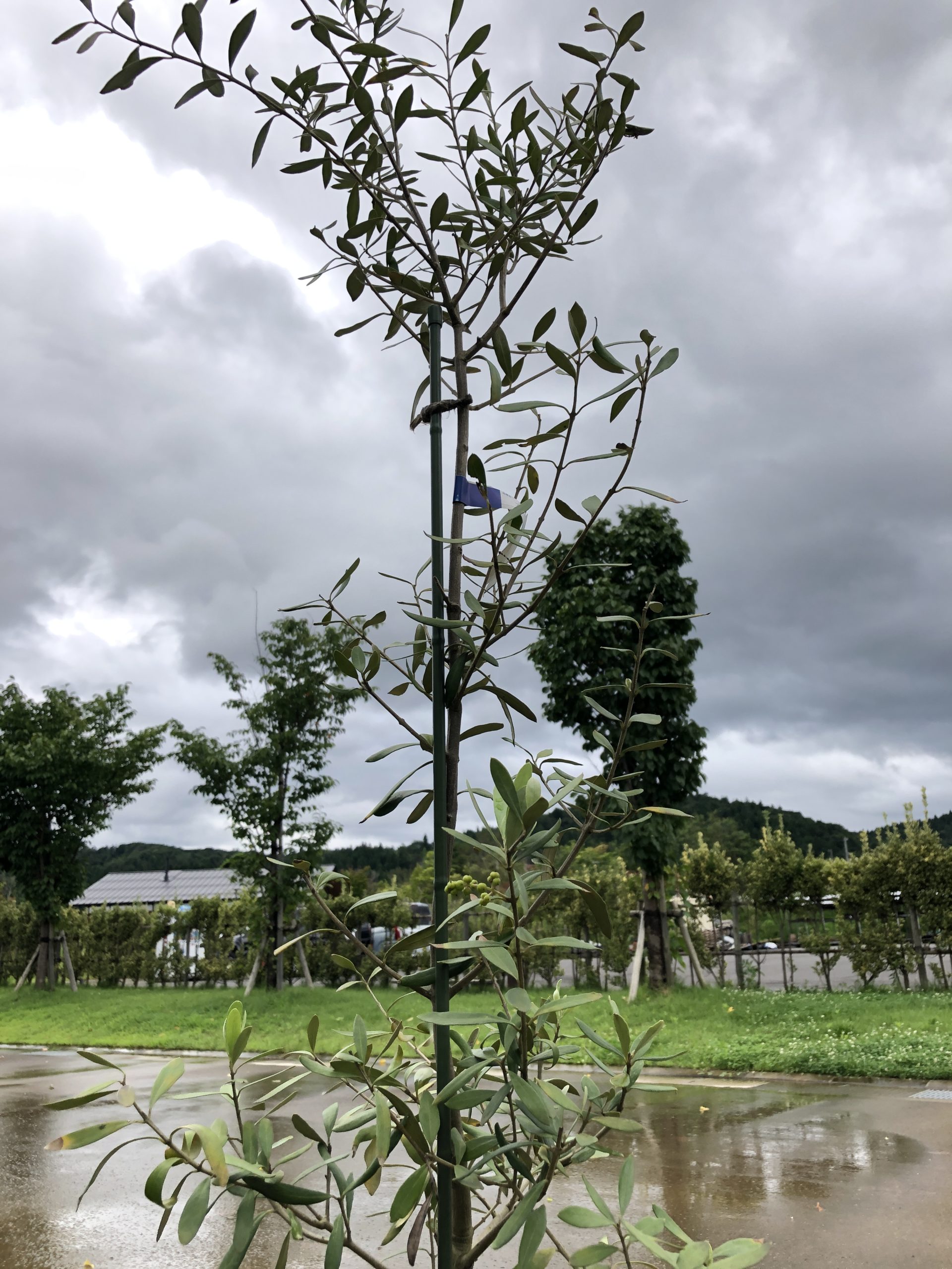 新潟県でおススメのシンボルツリーは 新潟のローコスト新築なら安心安全のニコニコ住宅