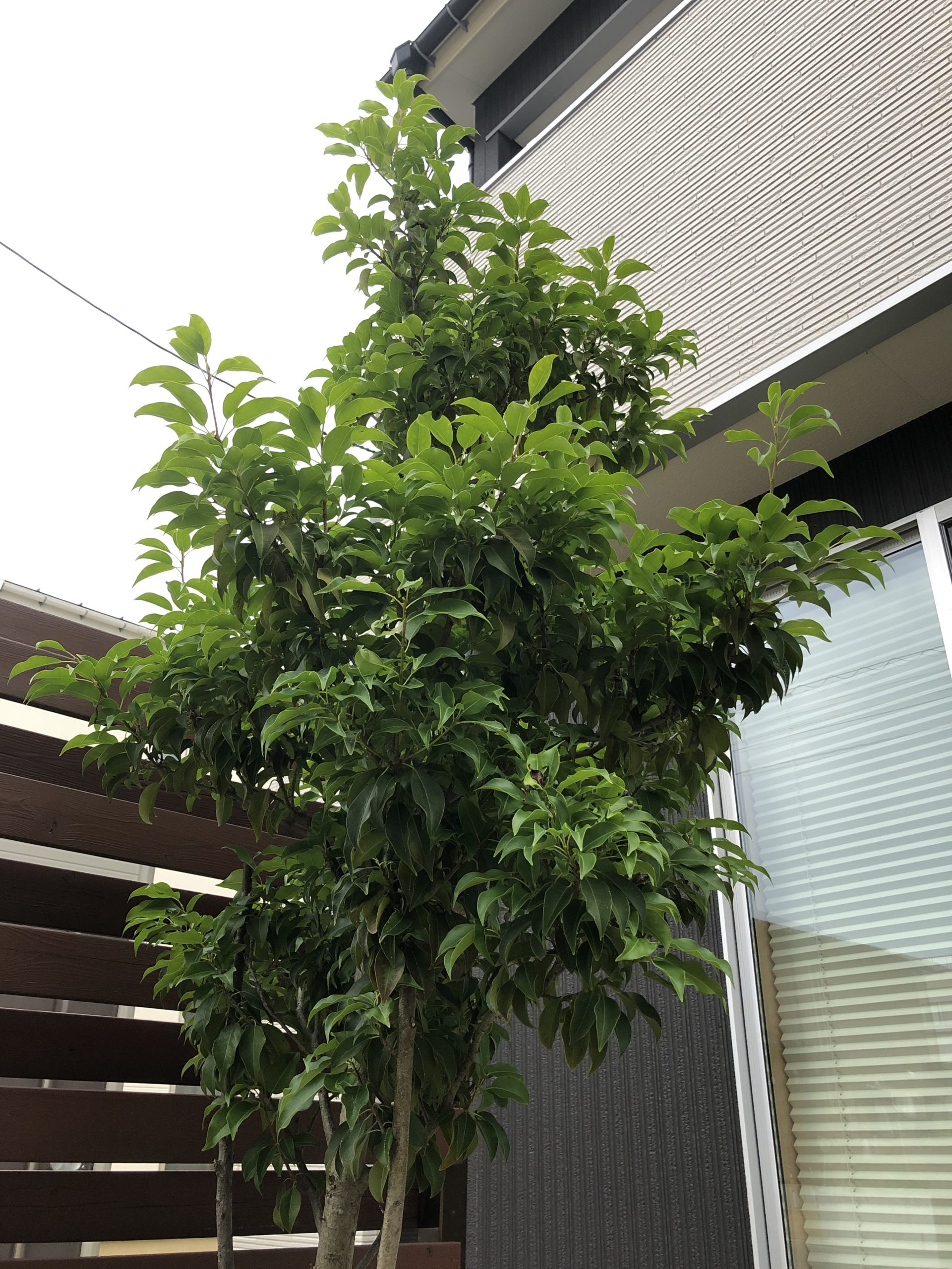 新潟県でおススメのシンボルツリーは ニコニコ住宅 新潟